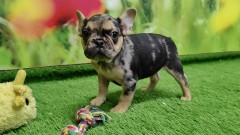 Franse Bulldog Puppy te koop